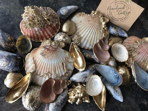 Gilded Shell .
